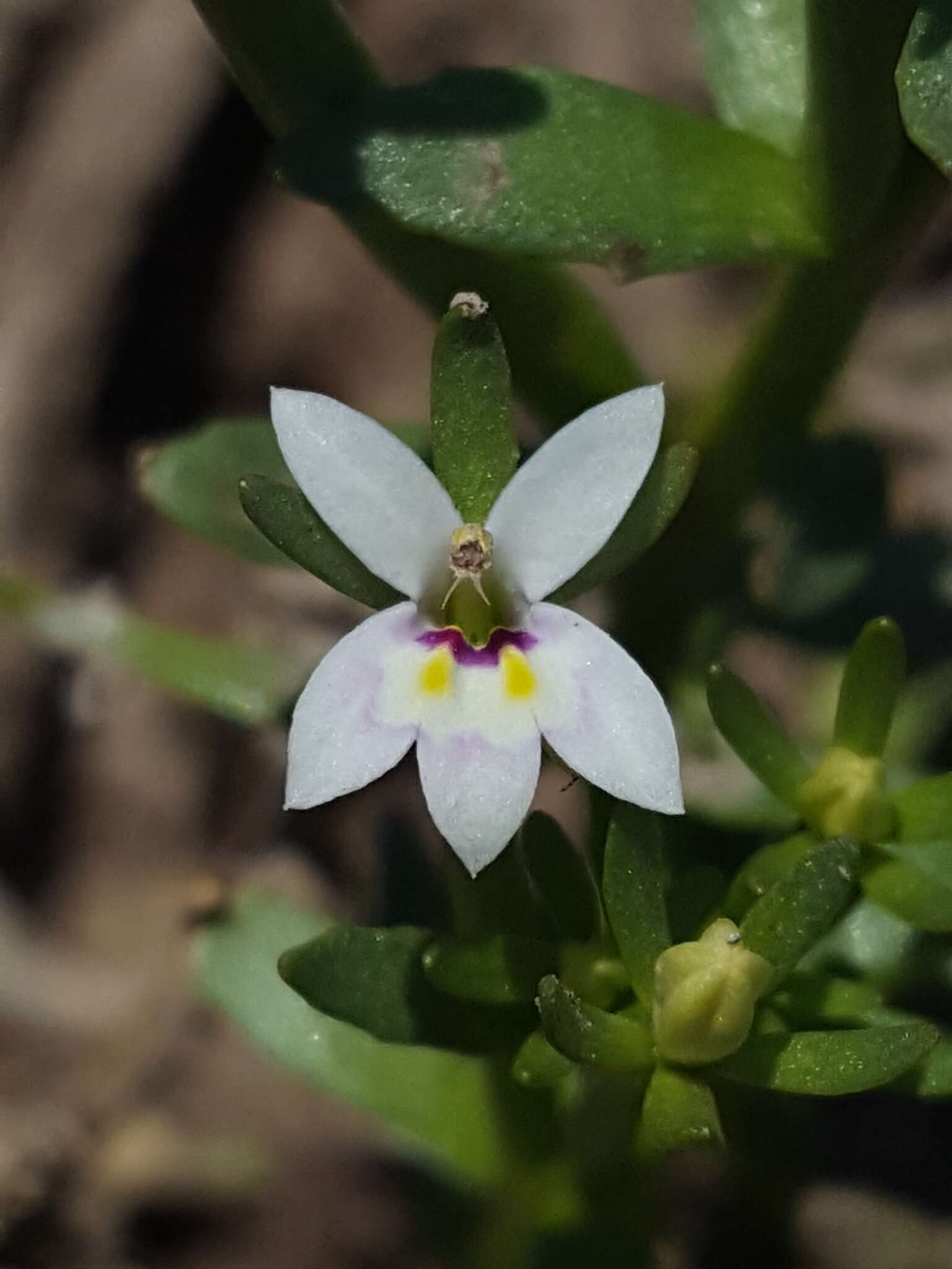 Image of Great Basin Calico-Flower