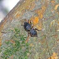 Слика од Erichius fasciatus (Germain 1855)