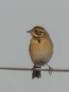 Image of Chestnut-eared Bunting