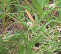 Image de Cyperus dubius Rottb.