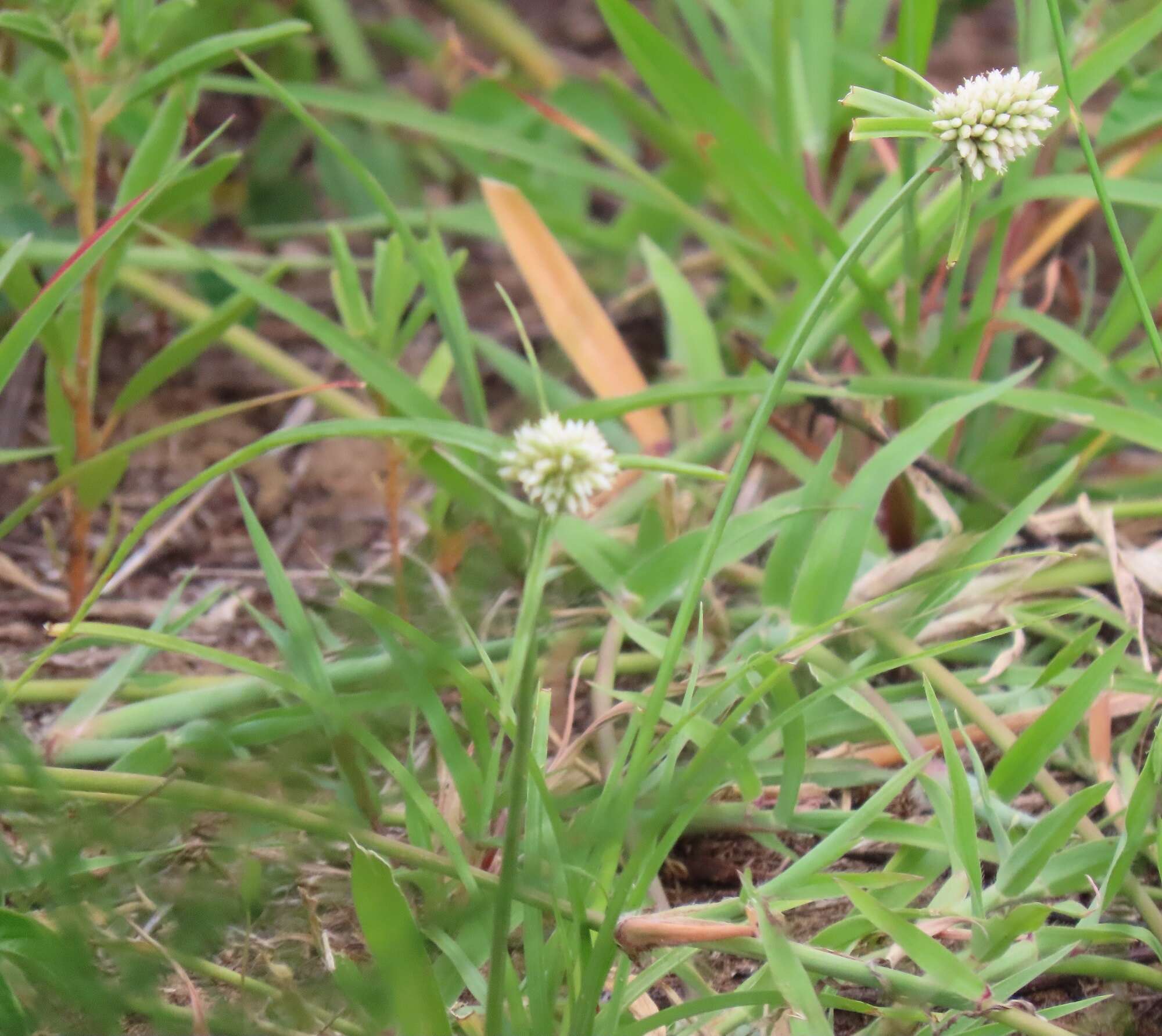 Image de Cyperus dubius Rottb.