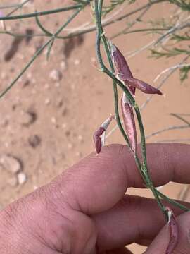 Imagem de Astragalus episcopus S. Wats.