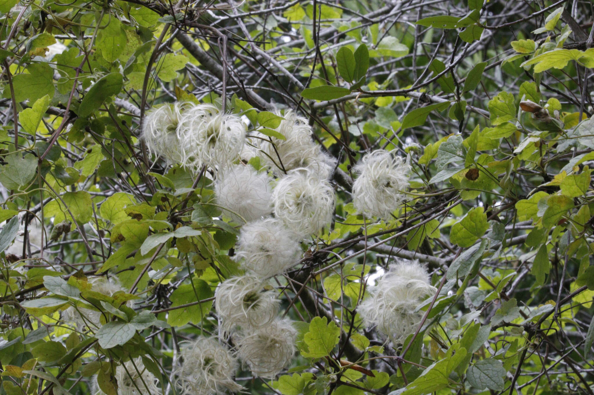 Image of pipestem clematis