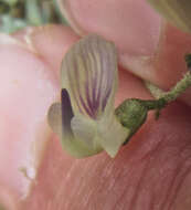 Image of Yellowstone milkvetch