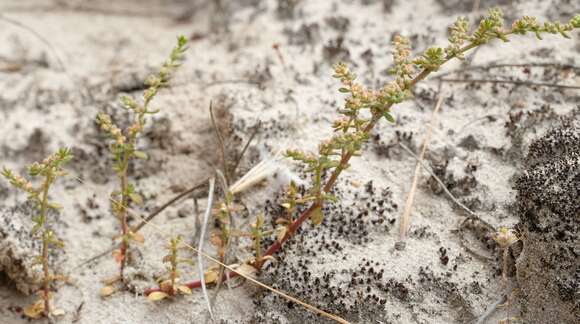 Imagem de Herniaria capensis (Haw.) Steud.