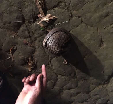 Image of tree pangolin