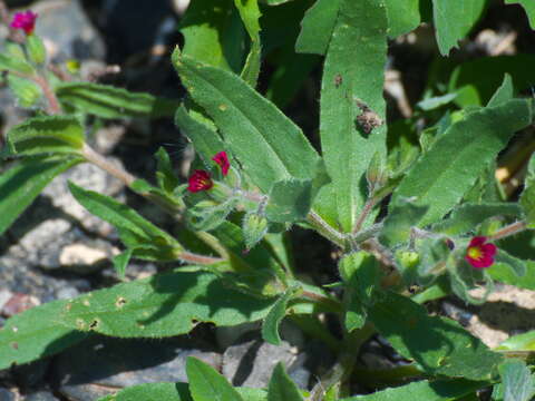 Слика од Nonea caspica (Willd.) G. Don