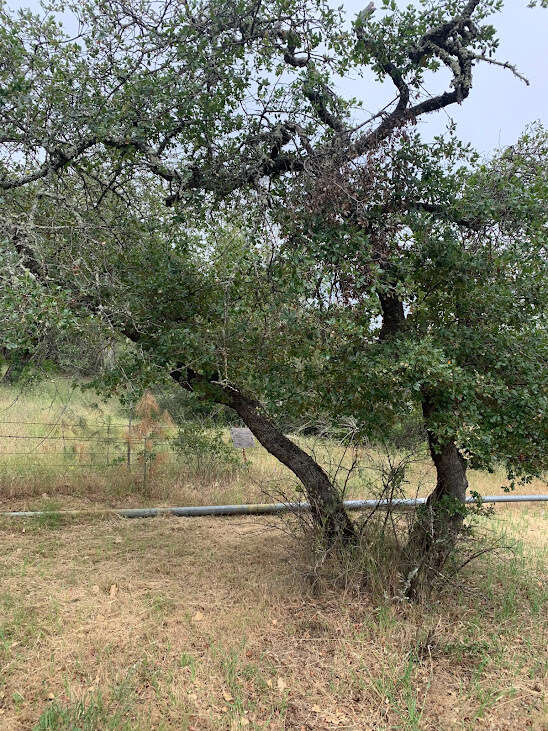 Image of hybrid oak