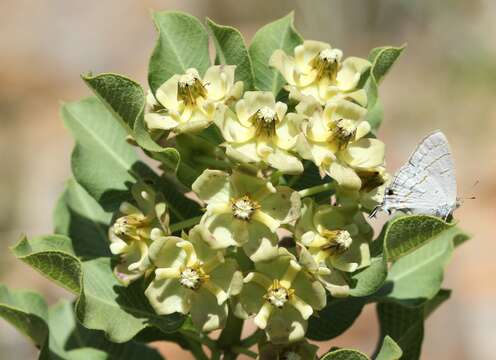 Image de Pachycarpus lebomboensis D. M. N. Smith