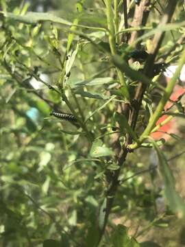 Image of Groundselbush Beetle