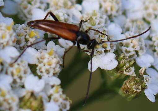 Image of Stenurella (Priscostenurella) bifasciata (Müller 1776)