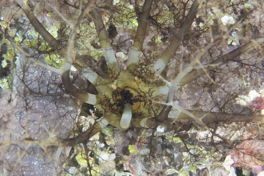 Image of Large Burrowing Sea Cucumber