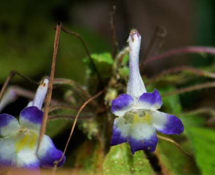 Imagem de Codonoboea quinquevulnera