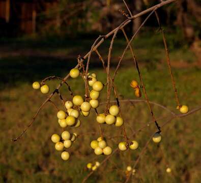 Image of Northern soap-berry