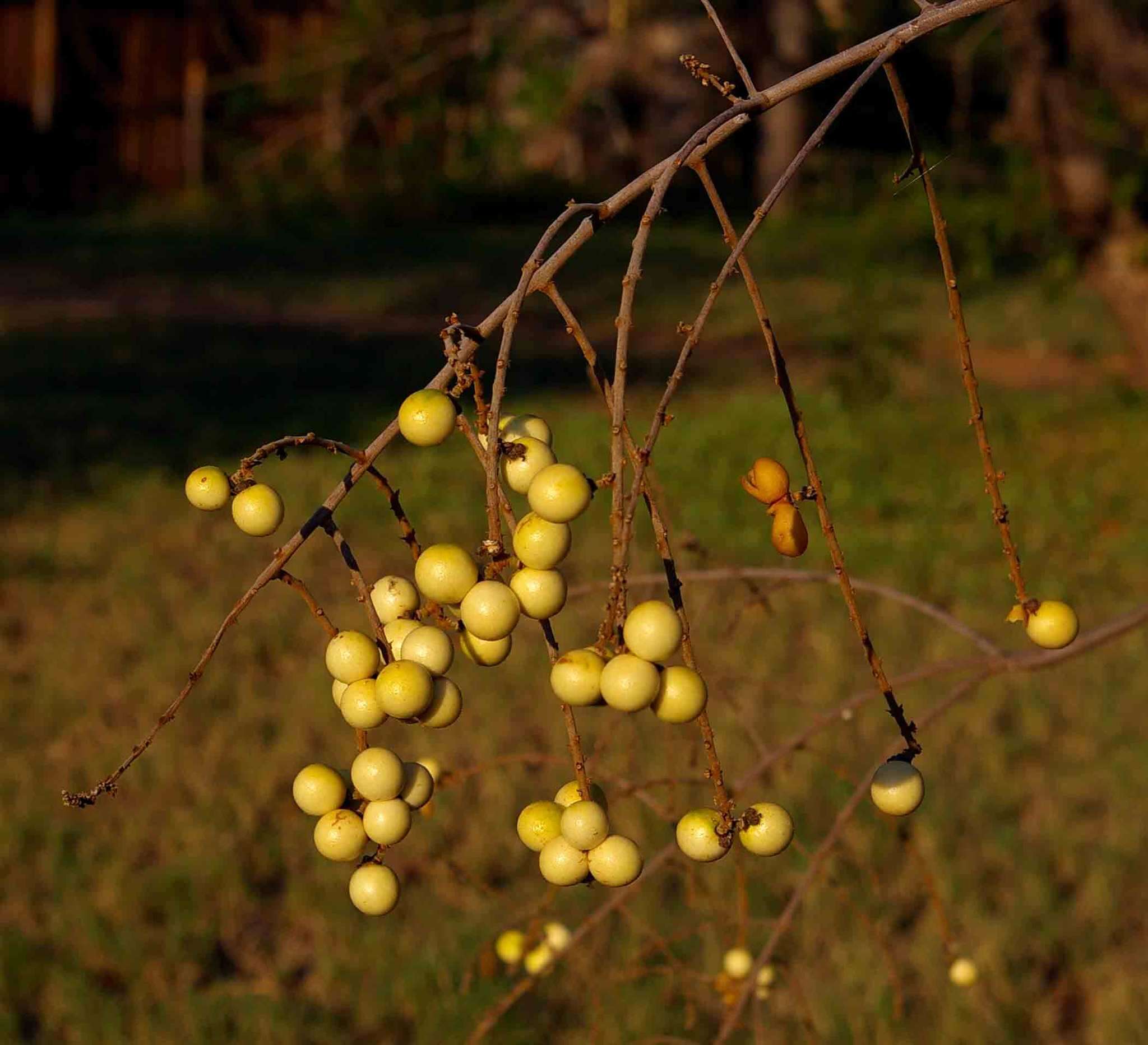 Imagem de Deinbollia xanthocarpa (E. Mey.) Radlk.