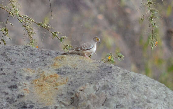 Image of Bare-faced Ground Dove