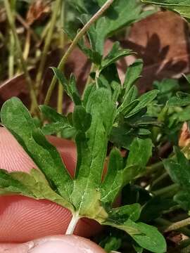 Image of New Zealand geranium