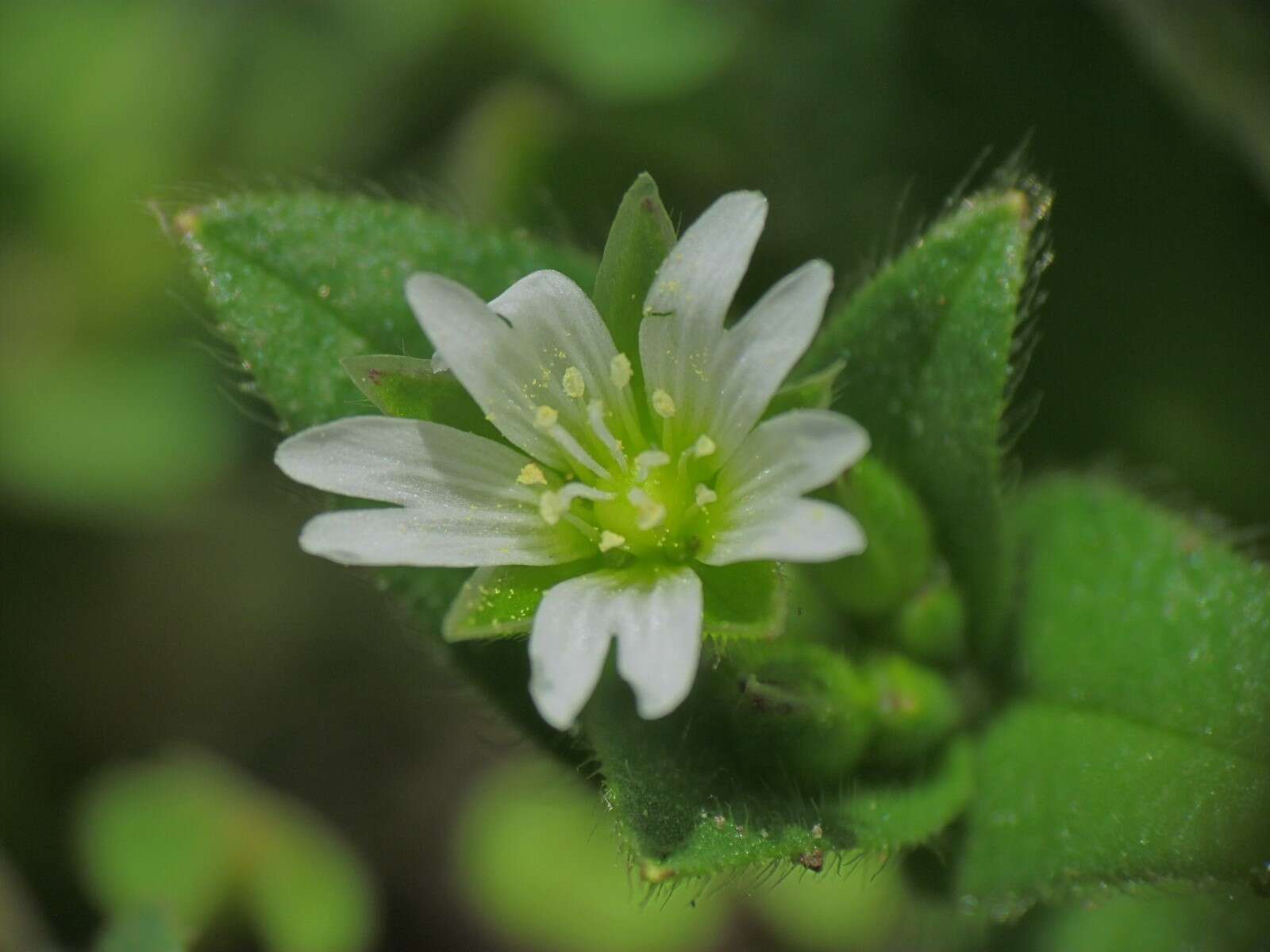 Image of common mouse-ear chickweed