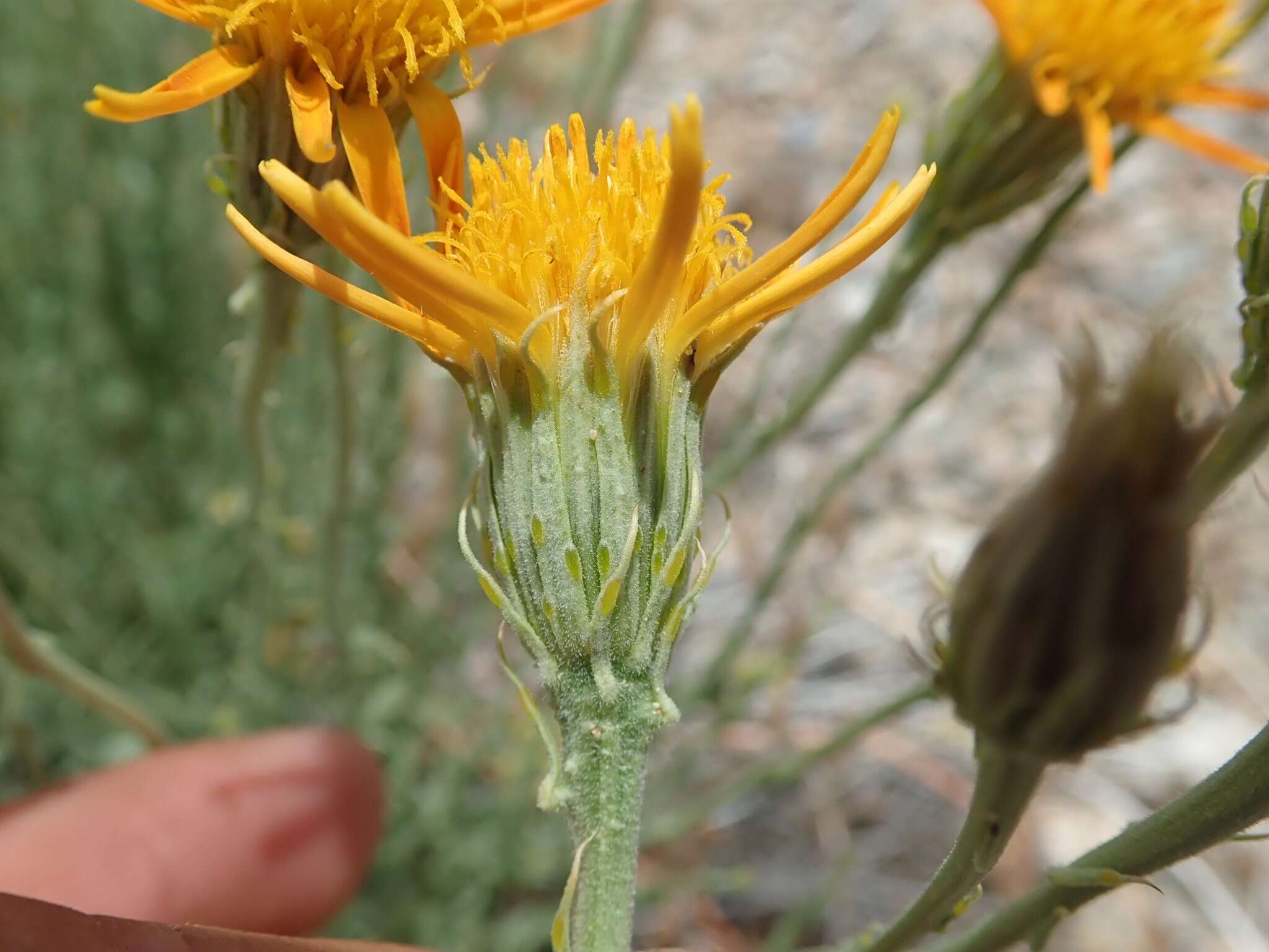 Image of Cooper's dogweed