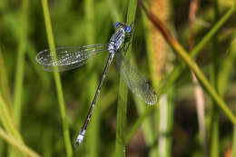 صورة Lestes unguiculatus Hagen 1861