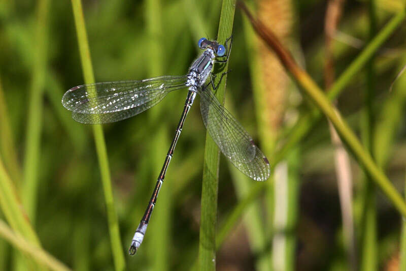 Plancia ëd Lestes unguiculatus Hagen 1861