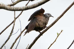 Image of Barking Imperial Pigeon