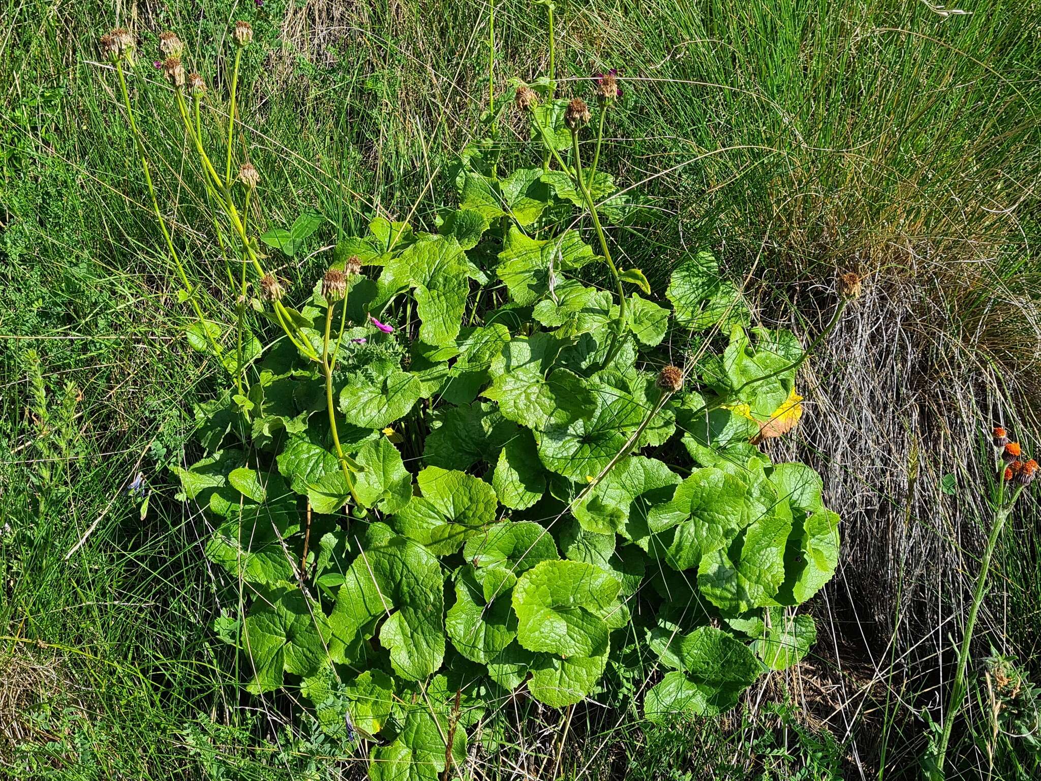 Plancia ëd Dolichorrhiza caucasica (M. Bieb.) Galushko