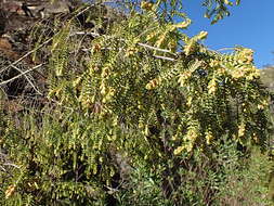 Image of Passerina falcifolia C. H. Wright