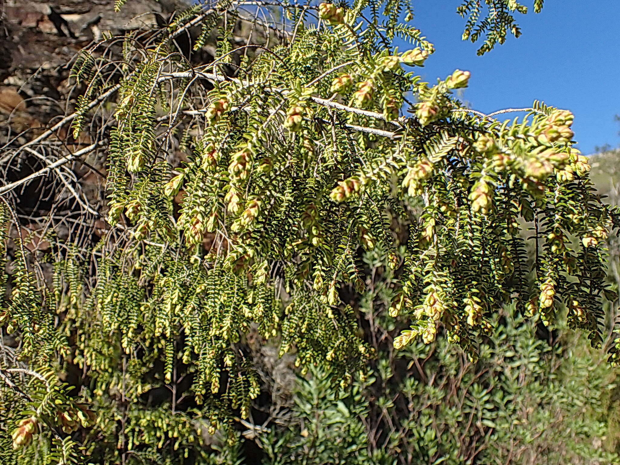 Image of Passerina falcifolia C. H. Wright