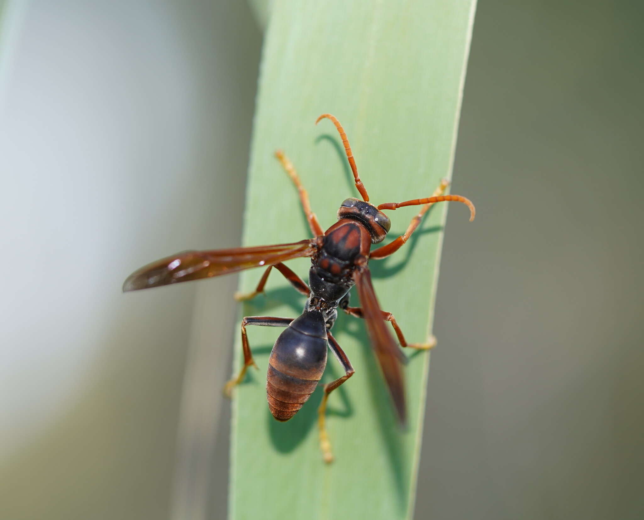 Image of Polistes erythrinus Holmgren 1868