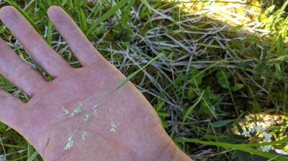 صورة Deschampsia atropurpurea (Wahlenb.) Scheele