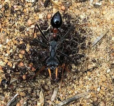 Image of Myrmecia rufinodis Smith 1858