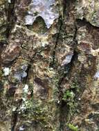 Image of dotted lichen