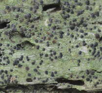 Image of dot lichen