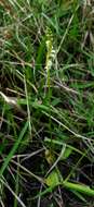 Spiranthes brevilabris Lindl. resmi