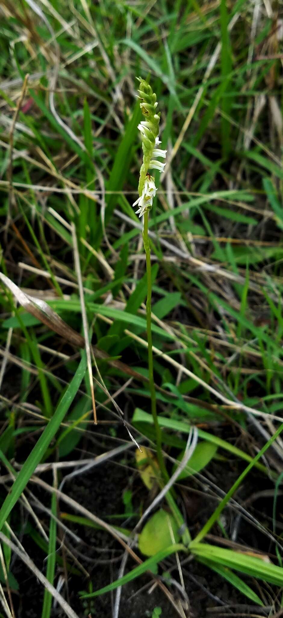 Image of Texas Ladies'-Tresses