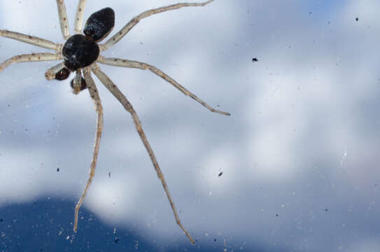 صورة Philodromus dispar Walckenaer 1826