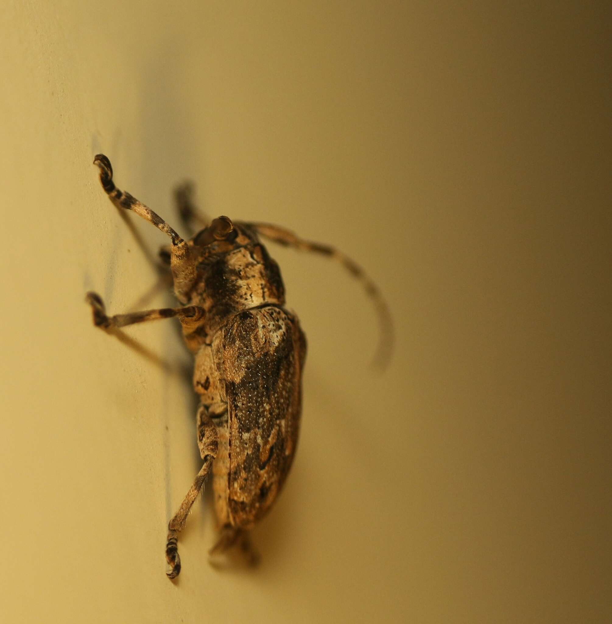 Image of Long-horned beetle