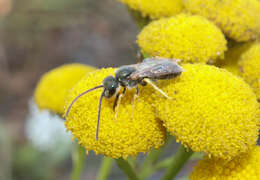 Слика од Halictus tumulorum (Linnaeus 1758)