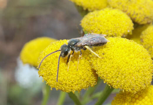 Image of Halictus tumulorum (Linnaeus 1758)