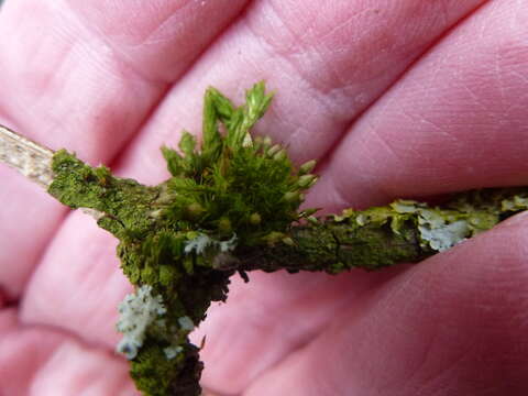 Image of orthotrichum moss