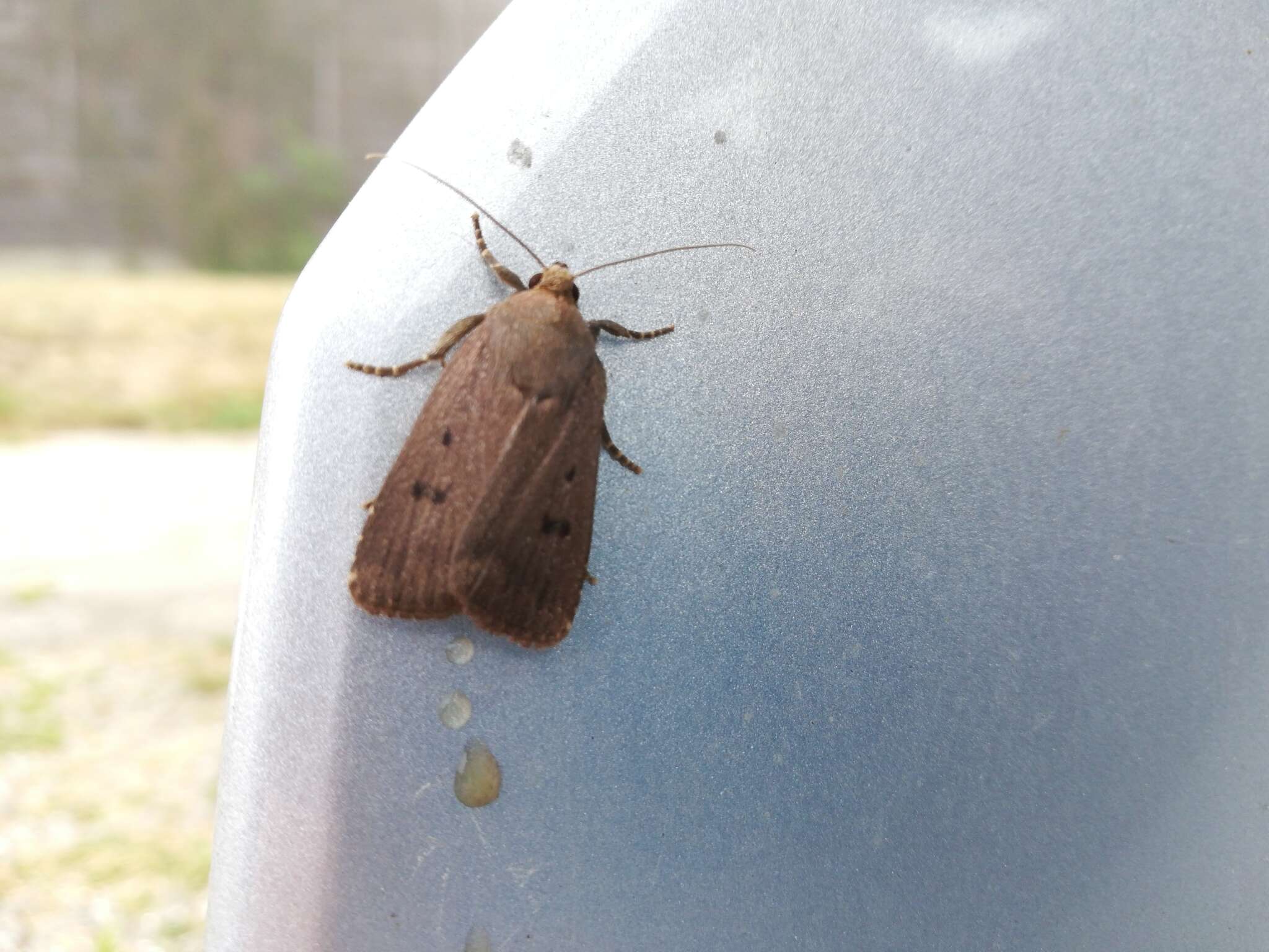 Image of mouse moth