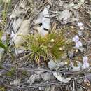 Image of Stylidium dichotomum DC.