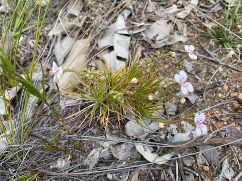 Image of Stylidium dichotomum DC.