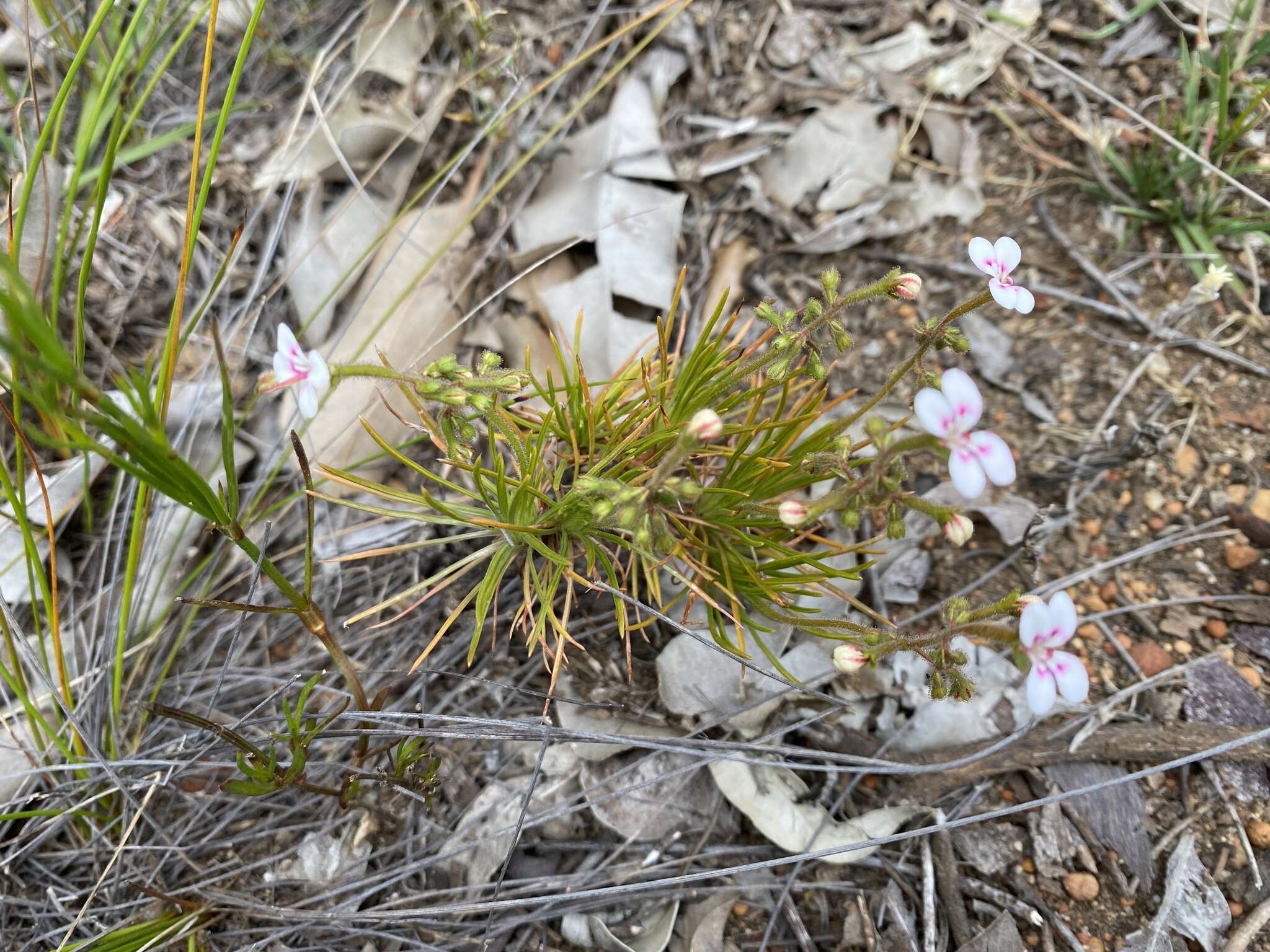 Image de Stylidium dichotomum DC.