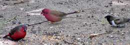 Image of African Firefinch