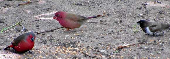 Image of African Firefinch