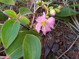 Image of Dionycha boinensis H. Perrier