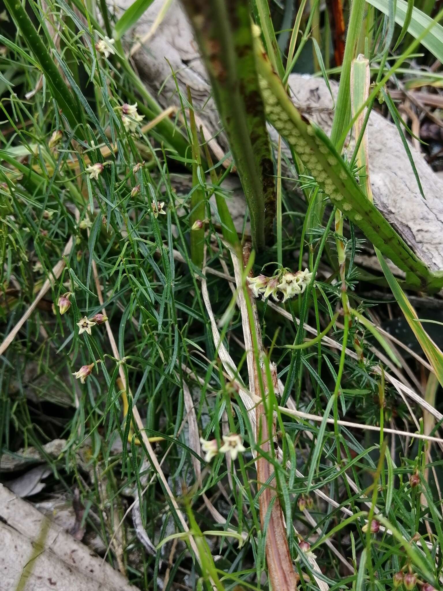 Image de Metastelma purpurascens Benth.