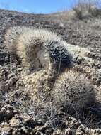 Image of Siler's Pincushion Cactus